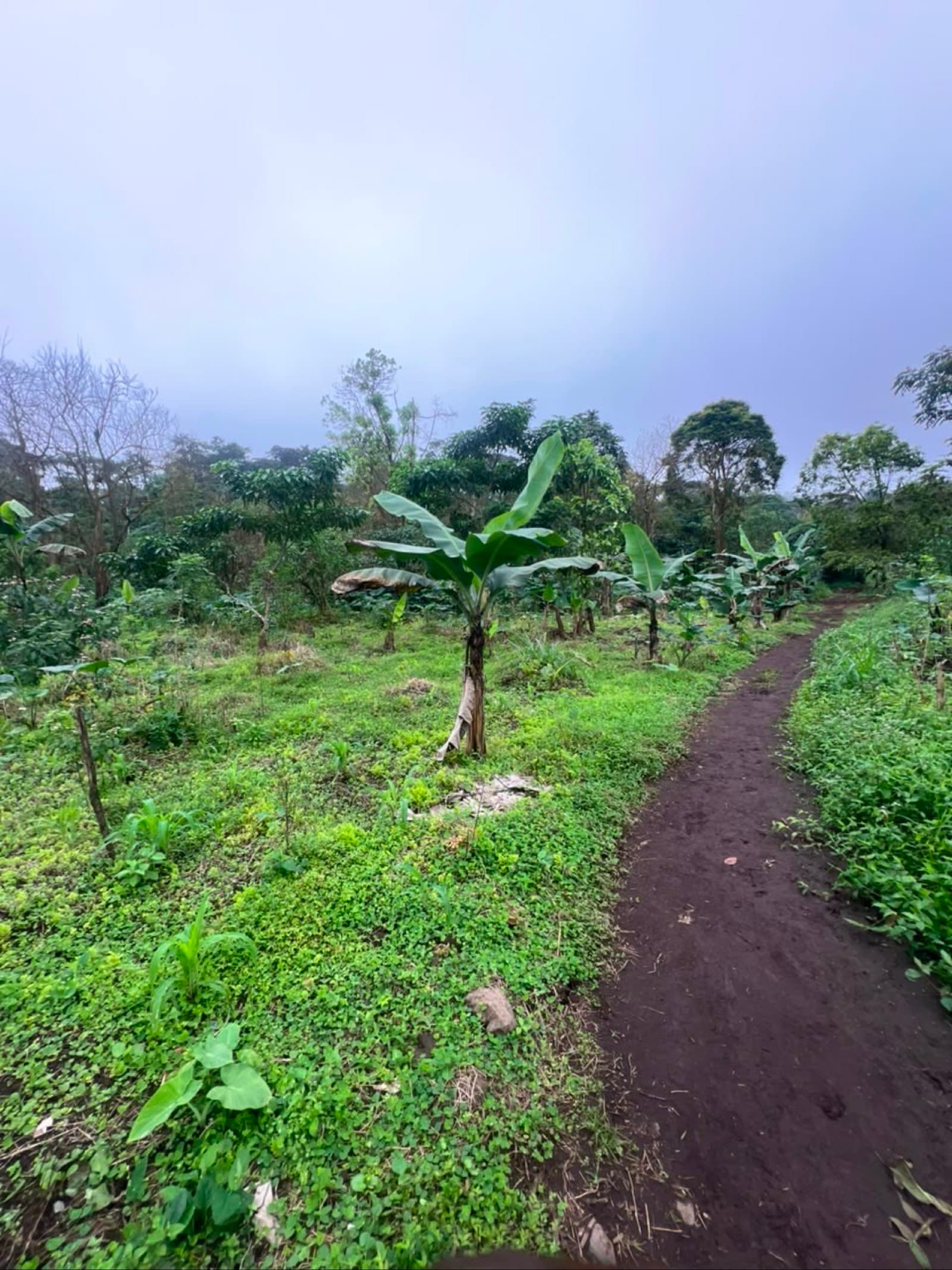 Plot of land in buea town (Vasingi)