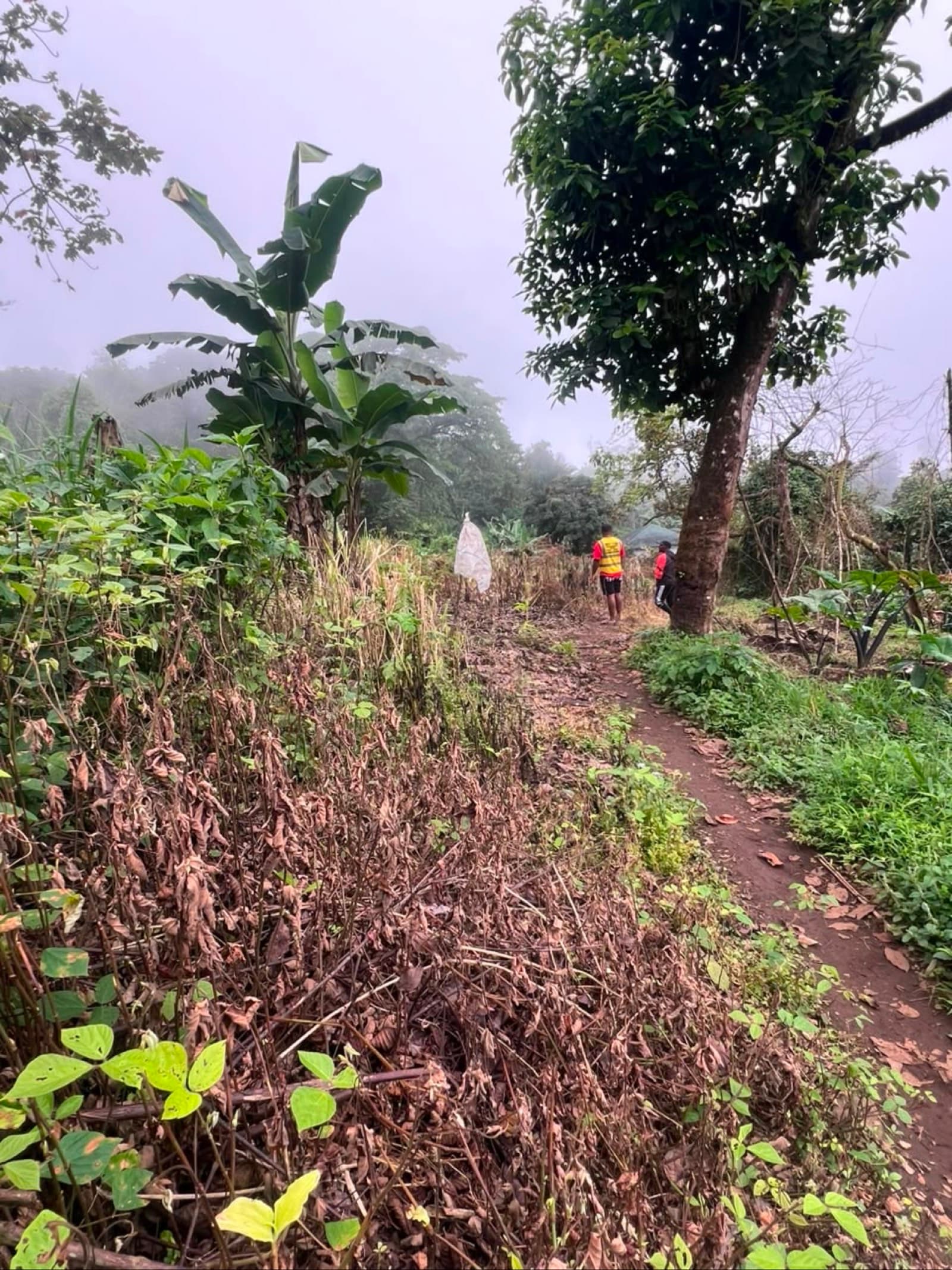 Plot of land at Buea town (Vasingi)
