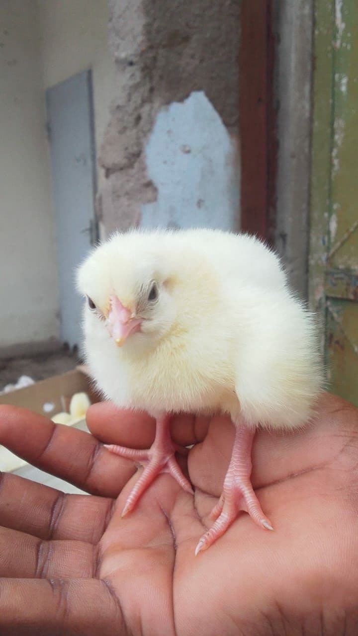 BROILERS AND LAYER CHICKS